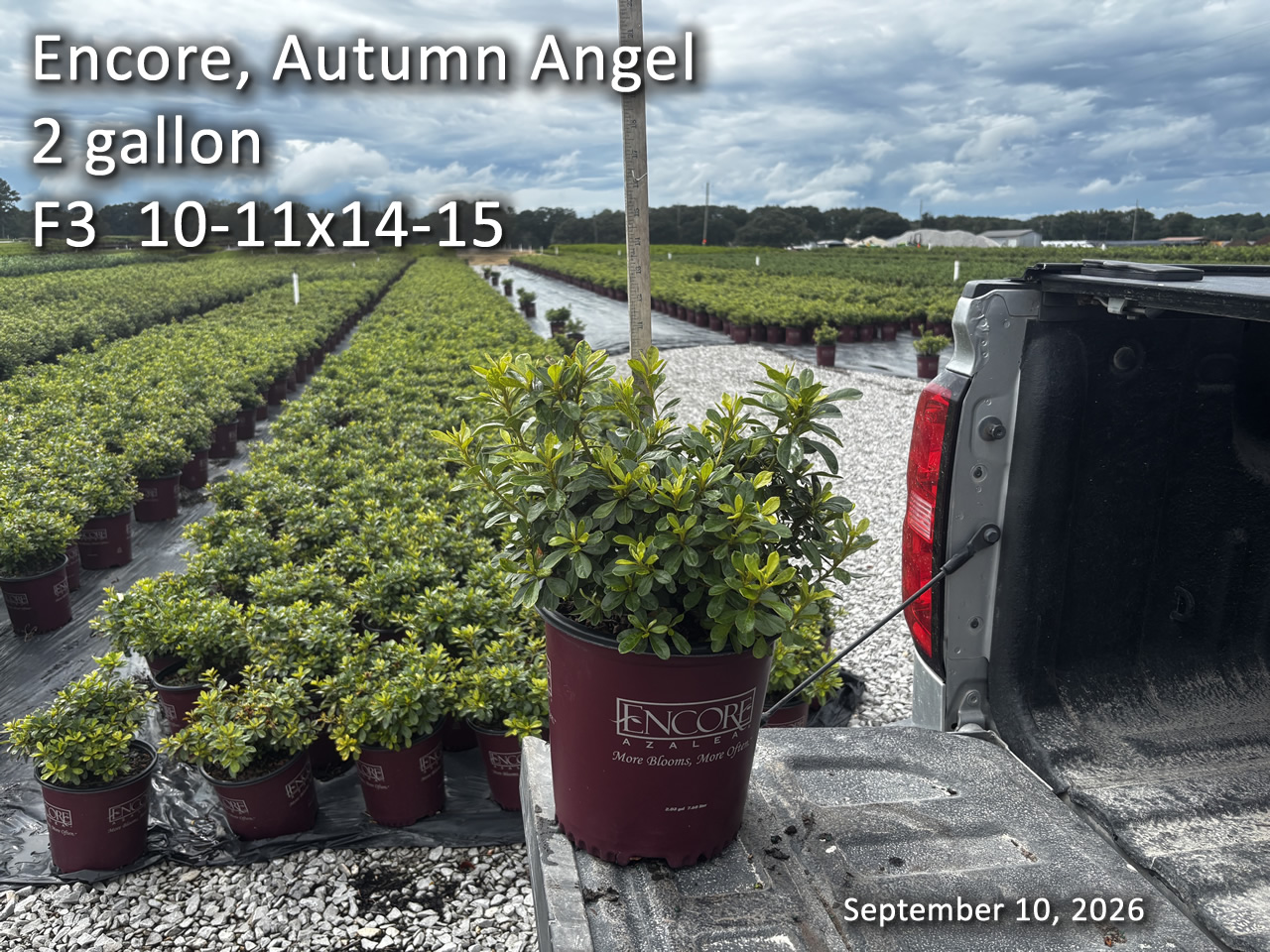 gallery/eang2 f3 sept10.jpg